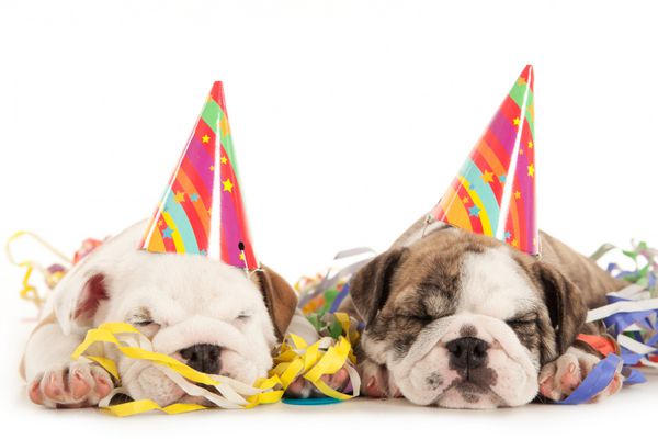 جشن تولد با توله سگ های بولداگ