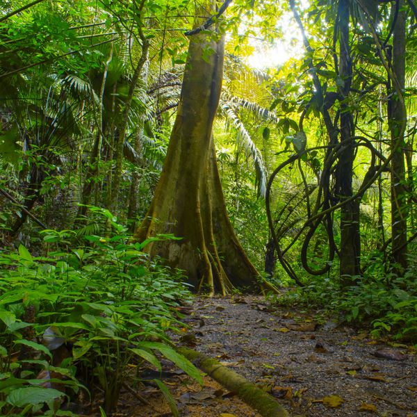 جنگل پس زمینه جنگل جنگل بارانی استوایی با درختان سبز بوته ها و شاخ و برگ جاده پیاده روی در فضای باز در تایلند