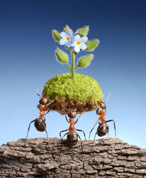 مورچه ها تکه ای از طبیعت زنده را خالی می آورند برنامه‌های مورچه‌های فدرال در برخی کشورها با کمک کمی دوستان کوچک به جنگل‌ها کمک می‌کند تا زنده بمانند