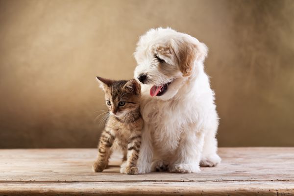 بهترین دوستان - بچه گربه و سگ کرکی کوچک که به پهلو نگاه می کنند - کپی sp