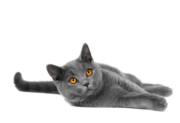 گربه مو کوتاه بریتانیایی خاکستری یا آبی خانگی زیبا با چشمان زرد در زمینه سفید