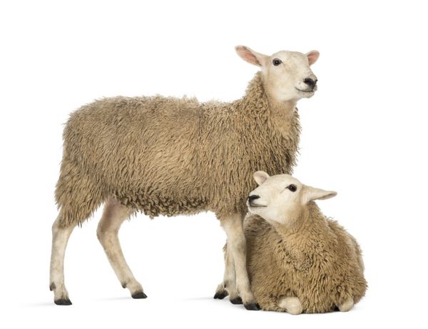 گوسفند دراز کشیده در مقابل دیگری که در پس زمینه سفید ایستاده است