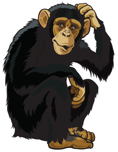 شامپانزه میمون تروگلودیت سیمیا ژست نشسته تصویر جدا شده در پس زمینه سفید