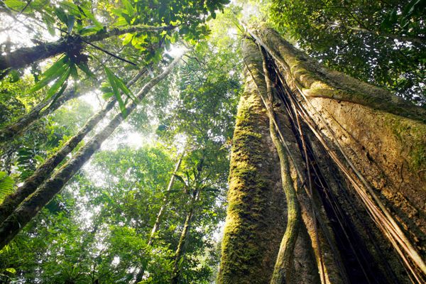 نگاه کردن به تنه درخت غول پیکر جنگل های بارانی به تاج پوشش اکوادور