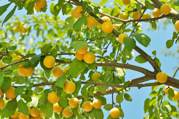 درخت آلو هلو با میوه های روییده در باغ