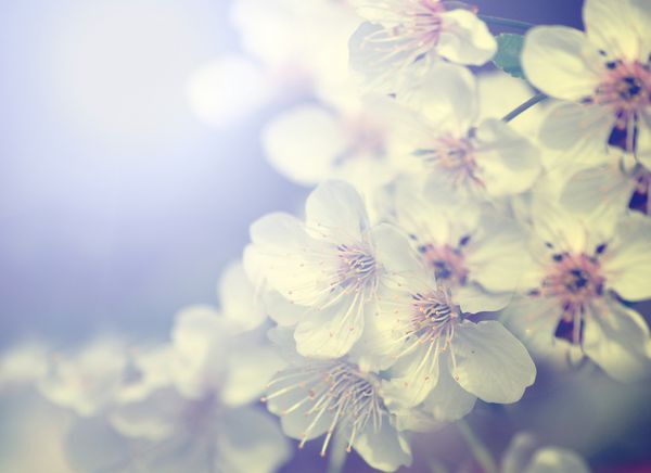 گل درخت گیلاس سفید در فصل بهار