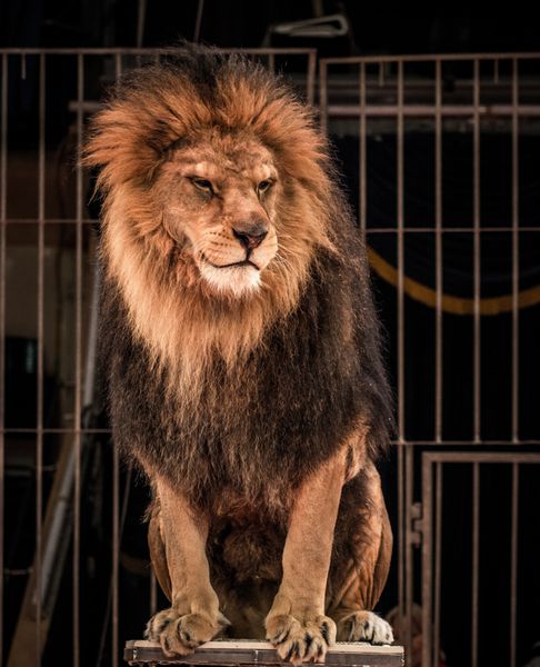 شیر زیبا که در قفس سالن سیرک نشسته است