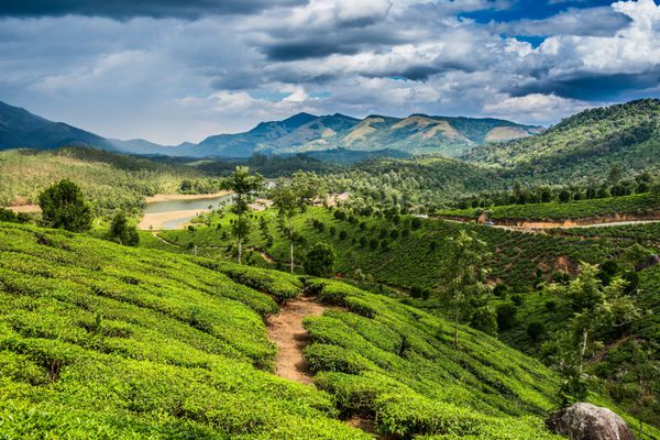 مزارع چای در ایالت کرالا هند