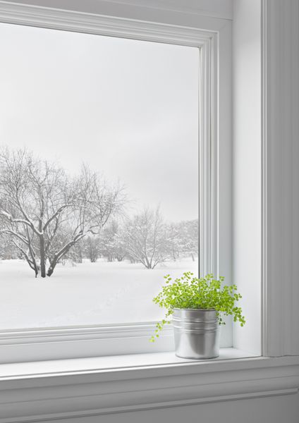 گیاه سبز روی طاقچه با چشم انداز زمستانی که از پنجره دیده می شود