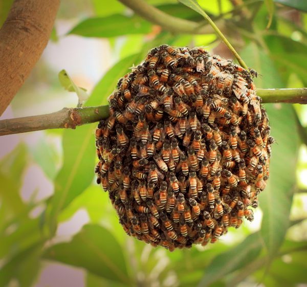ازدحام زنبور عسل آویزان به درخت انبه در طبیعت