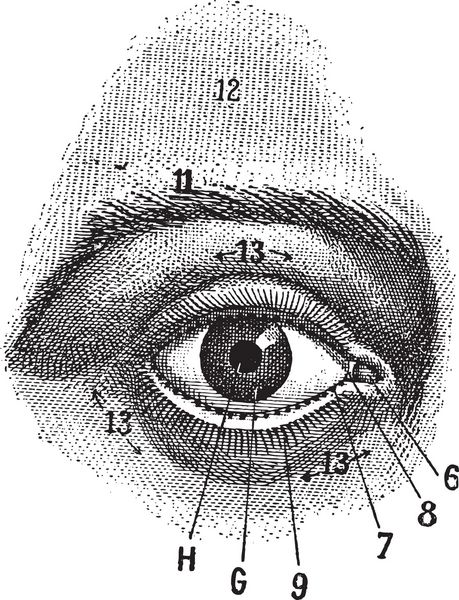 نمای خارجی چشم انسان مردمک عنبیه صلبیه و پلک را نشان می دهد تصویر حکاکی شده قدیمی فرهنگ لغات و اشیا - لاریو و فلوری - 1895