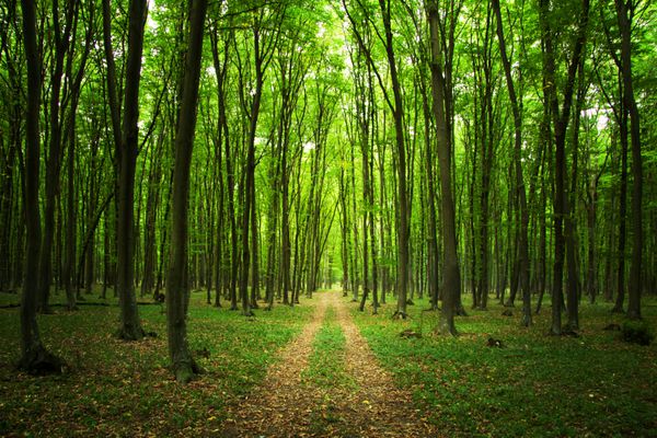 مسیری به داخل یک جنگل سبز
