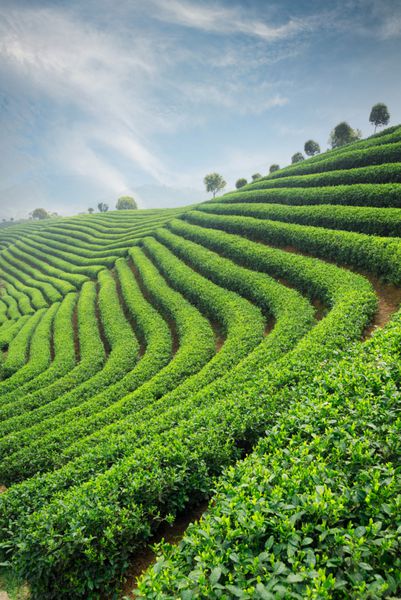 مزارع چای