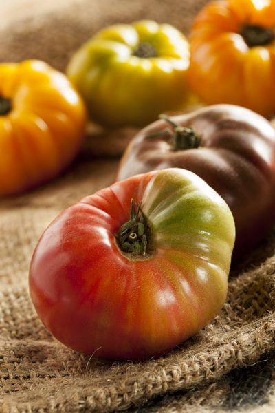 گوجه فرنگی رسیده ارگانیک تازه در رنگ های مختلف