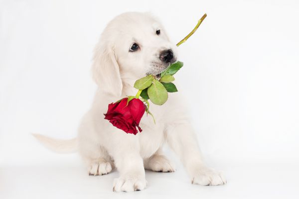 توله سگ رتریور طلایی با گل رز در دهانش