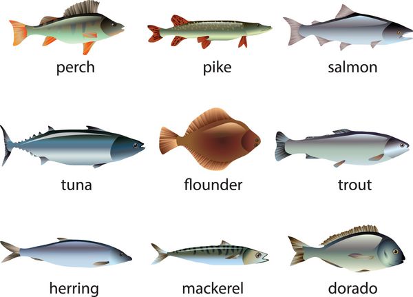 مجموعه وکتور پو رئالیستی ماهی