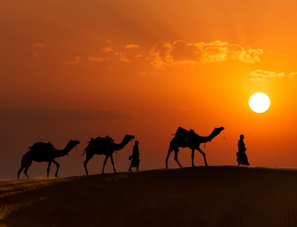 پس زمینه سفر راجستان - دو شتر سوار هندی راننده شتر با شبح های شتر در تپه های شنی صحرا در غروب آفتاب جیسالمر راجستان هند