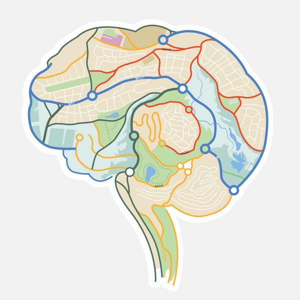 نقشه مغز تصویری از مغز انسان که از روی نقشه ساخته شده است وکتور