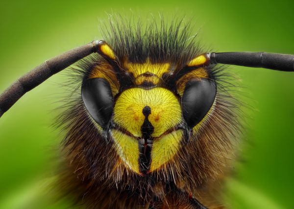 مطالعه دقیق و دقیق سر زنبور با هدف میکروسکوپی که از چندین ss در یک po انباشته شده است