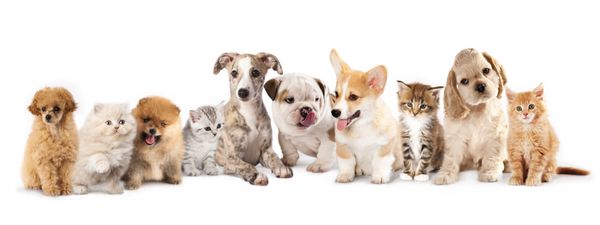 گروهی از توله سگ ها و بچه گربه ها از نژادهای مختلف گربه و سگ