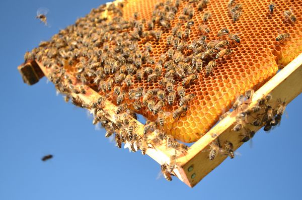 زنبورها روی قاب لانه زنبوری در برابر آسمان آبی