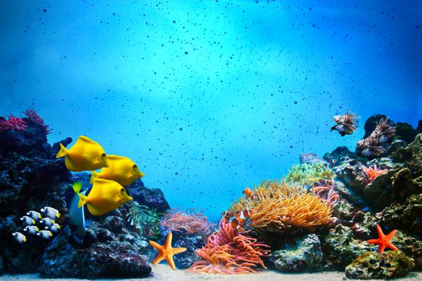 صحنه زیر آب صخره های مرجانی گروه های ماهی های رنگارنگ و آسمان آفتابی که از میان آب های تمیز اقیانوس می درخشد زیر آب را برای شما پر کنید یا فقط از آن استفاده کنید وضوح بالا