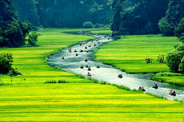 مزرعه برنج و رودخانه ninhbinh مناظر ویتنام