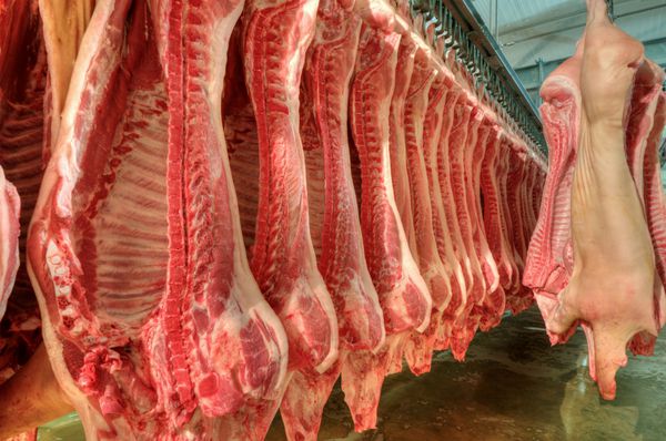 خوک های گوشت تازه در یک کارخانه برش سرد