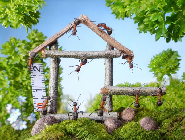 تیم مورچه ها در حال ساخت خانه چوبی در جنگل کار تیمی قصه های مورچه ها