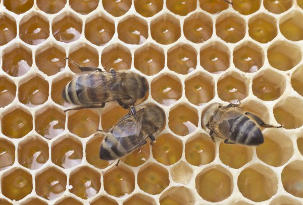 زنبورها شهد را به عسل تبدیل می کنند و آن را در لانه زنبوری می پوشانند