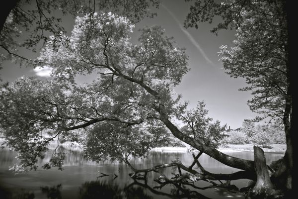 عکس سیاه و سفید درختی که روی آب آویزان است