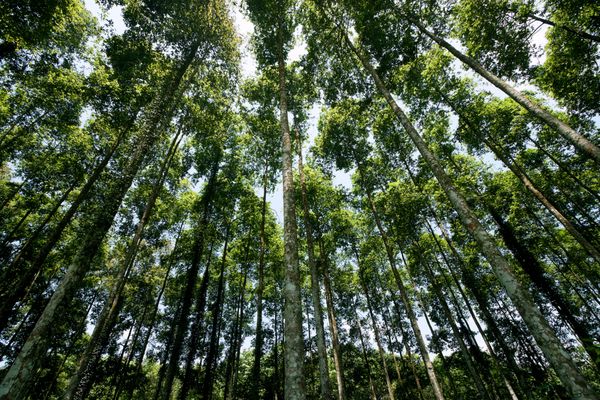 جنگل اولیه استوایی در cuphuong ninhbinh ویتنام