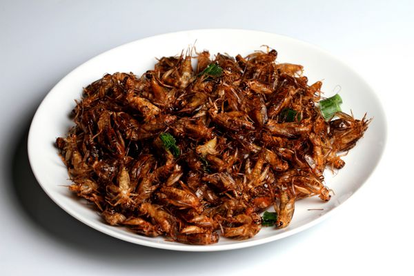 حشرات سرخ شده در ظرف سفید حشرات سرخ شده غذاهای لذیذ منطقه ای در تایلند هستند
