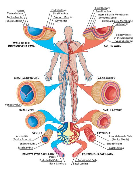 جریان خون انسان - هیئت آموزشی آناتومی سیستم خونی گردش خون انسان سیستم قلبی عروقی عروقی و وریدی ساخت وریدها و عروق