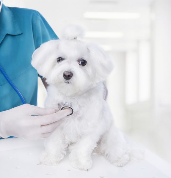 دکتر در حال گوش دادن به یک دامپزشک گوشی پزشکی یک توله سگ کوچک مالتی را در یک کلینیک دامپزشکی سبک بازرسی می کند