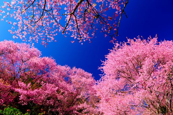 شکوفه های گیلاس صورتی بهار با پس زمینه آسمان آبی