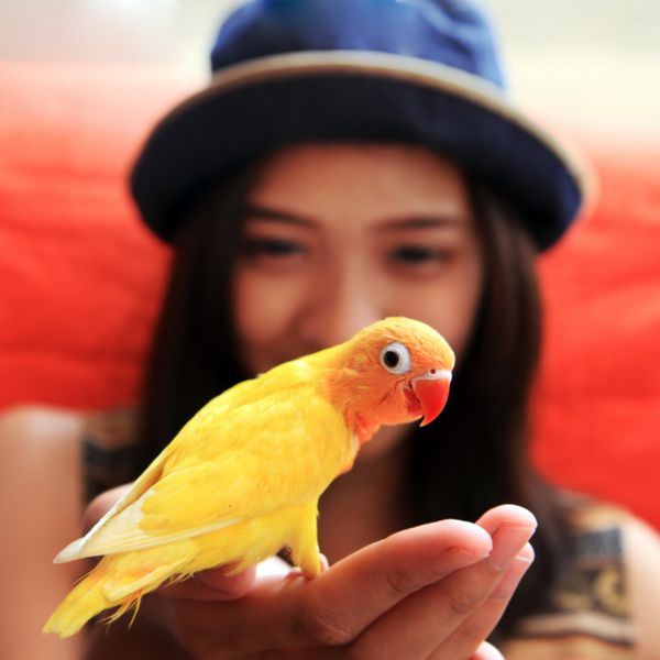 زن جوان با پرنده زرد روی دست