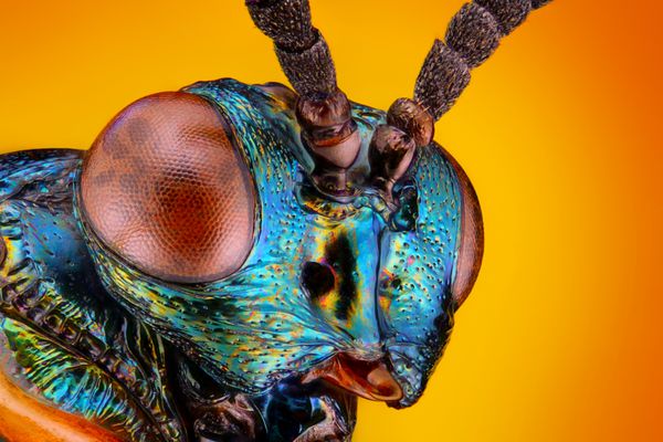 نمای بسیار واضح و دقیق از سر زنبور کوچک فلزی ناشناخته که با شیء میکروسکوپ انباشته شده از چندین ss در یک po بسیار تیز گرفته شده است زنبور دارای اندازه بدنه 4 میلی متری است