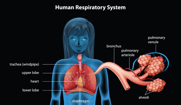 تصویری از سیستم تنفسی انسان