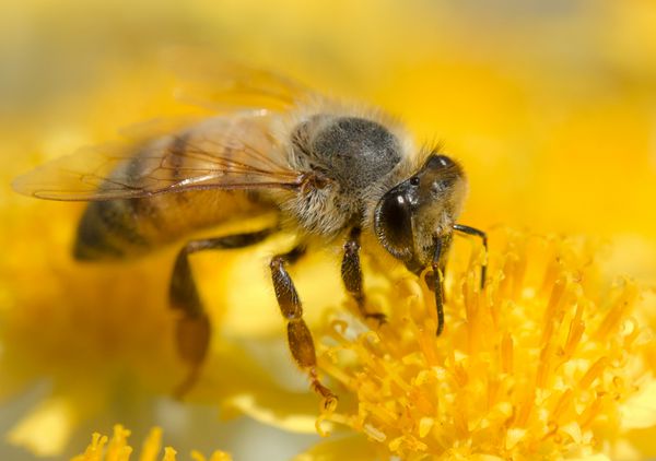 زنبور عسل روی گل زرد ماکرو نزدیک