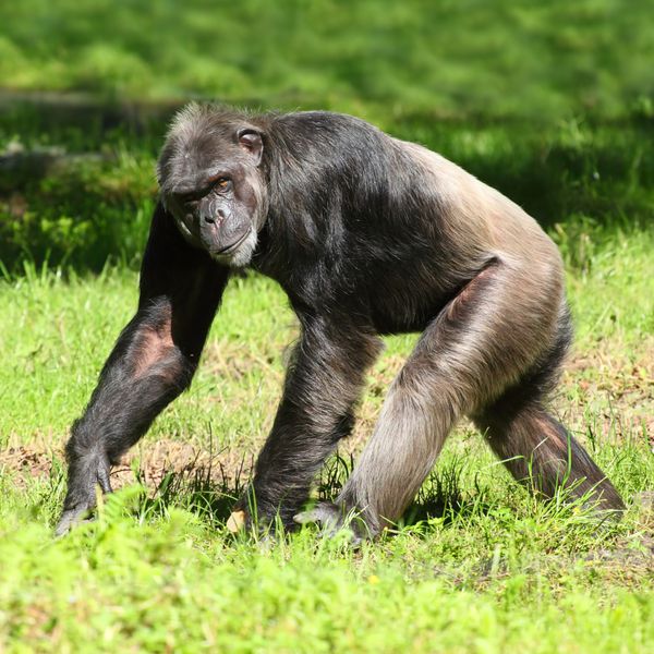 شامپانزه در حال راه رفتن روی چمن