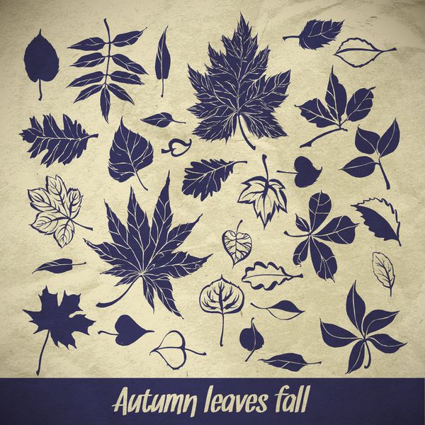 مجموعه ای از برگ های پاییزی با قلم موی زیبا روی پس زمینه کاغذ
