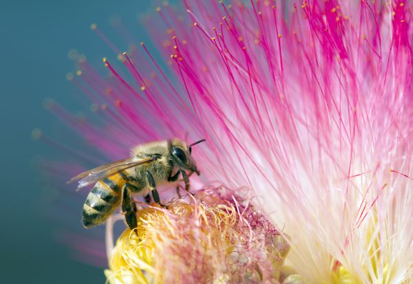 زنبور عسل در حال جمع آوری شهد