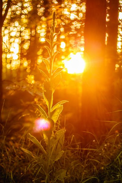 نور خورشید در جنگل سبز زمان تابستان