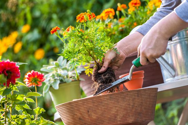 باغبانان با دست در گلدانی با خاک یا خاک گل می کارند