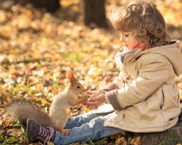 کودک شاد به سنجاب کوچکی در پارک پاییز غذا می دهد