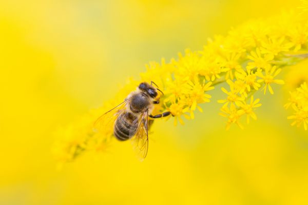 زنبورها حشرات پرنده هستند که نزدیک به زنبورها مورچه ها هستند به دلیل نقش خود در گرده افشانی و تولید موم عسل شناخته شده است