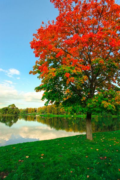 پارک رنگارنگ پاییزی زیبا در روز آفتابی کوچه محو چشم انداز