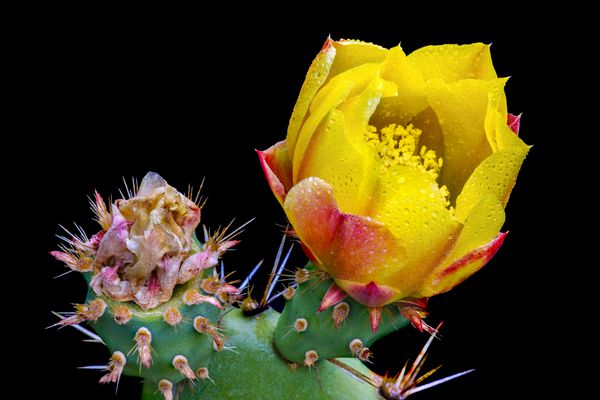 شکوفه کاکتوس گلابی خاردار opuntia ficus-indica کوه های سانتا مونیکا کالیفرنیا