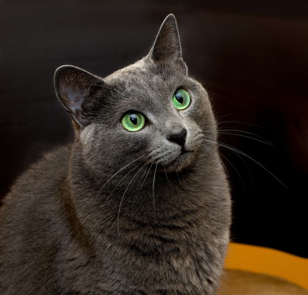 پرتره گربه آبی روسی زیبا گربه آبی روسی در پس زمینه کثیف قهوه ای تار پرتره گربه حیوانات گربه خانگی آبی روسی گربه با چشمان سبز گربه خاکستری ظرافت